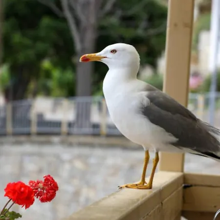 Rosa Marina